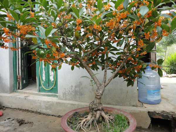桂花 桂花