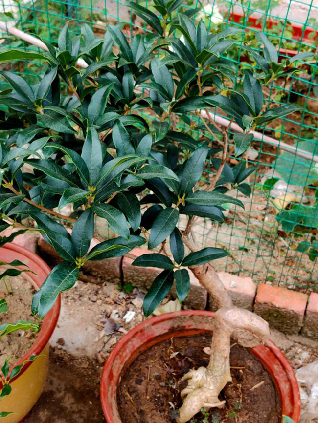 桂花樹苗怎么種?丹桂苗種植時間和方法 桂花樹苗怎么種?丹桂苗種植時間和方法