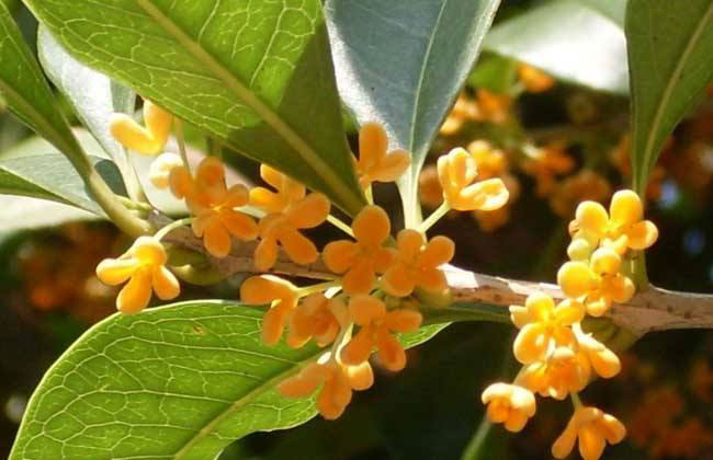 1577850394309437.jpg 桂花樹苗怎么種?丹桂苗種植時間和方法