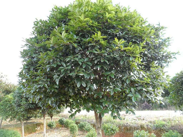 四季桂花樹 四季桂花樹