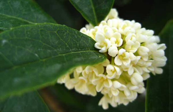 四季桂花樹 四季桂花樹