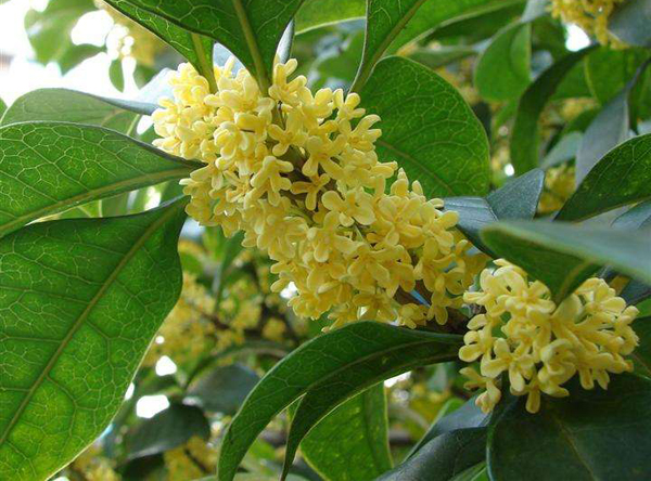 四季桂花樹 四季桂花樹