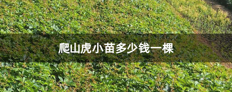 爬山虎小苗多少錢一棵