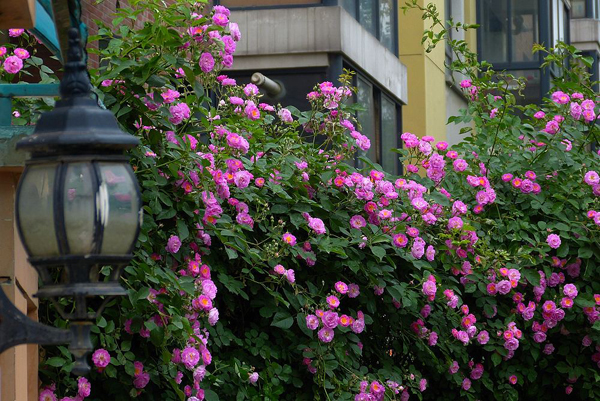 薔薇花 薔薇花
