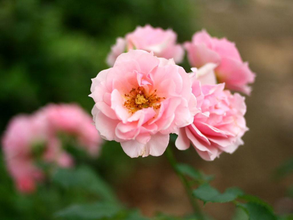 薔薇花 薔薇花