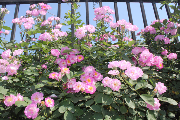 薔薇 薔薇