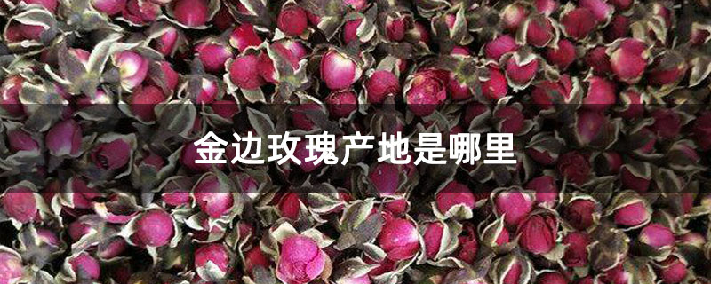 金邊玫瑰花多少錢一斤 金邊玫瑰花多少錢一斤