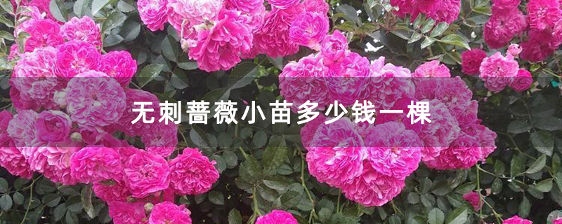 無刺薔薇小苗多少錢一棵