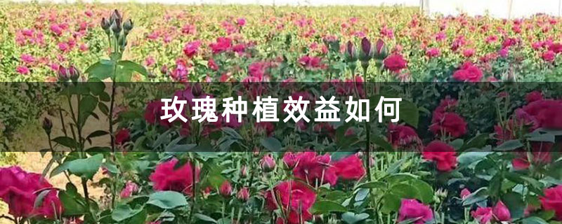 玫瑰種植效益如何 玫瑰種植效益如何