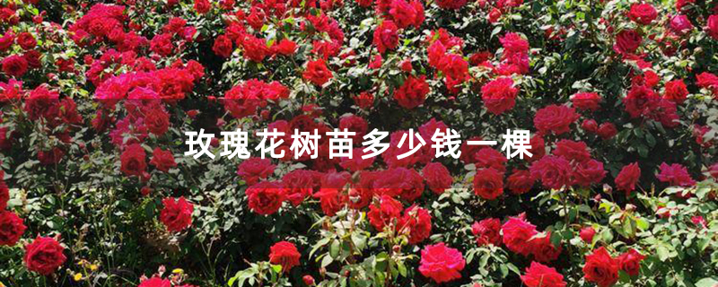 玫瑰花樹苗多少錢一棵 玫瑰花樹苗多少錢一棵