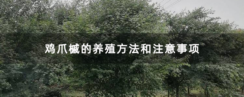 基地種植的雞爪槭 基地種植的雞爪槭