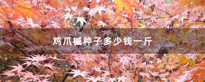 秋天的雞爪槭 秋天的雞爪槭