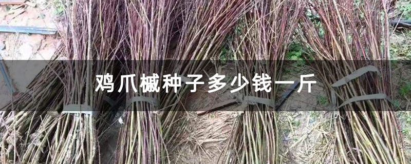 雞爪槭種子多少錢一斤 雞爪槭種子多少錢一斤