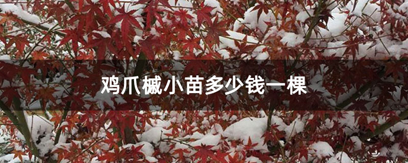 雞爪槭小苗多少錢一棵 雞爪槭小苗多少錢一棵