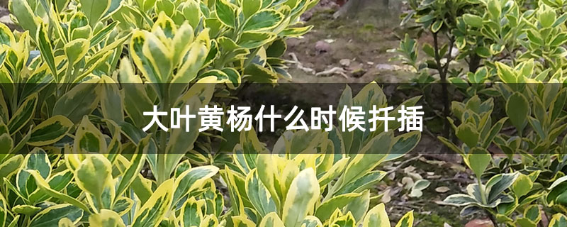 大葉黃楊什么時候扦插 大葉黃楊什么時候扦插