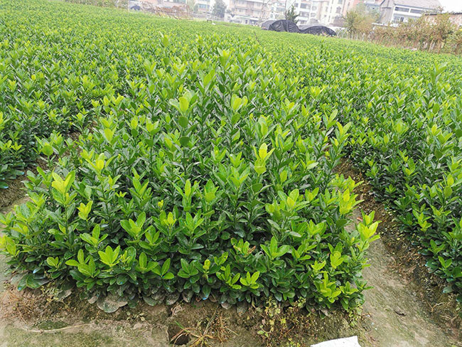 大葉黃楊 大葉黃楊