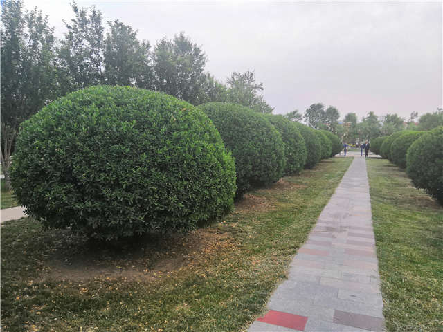 沭陽長景園林供應的大葉黃楊球實拍圖片 沭陽長景園林供應的大葉黃楊球實拍圖片