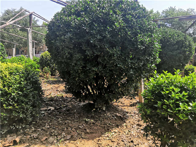 沭陽長景園林供應的大葉黃楊球實拍圖片 沭陽長景園林供應的大葉黃楊球實拍圖片