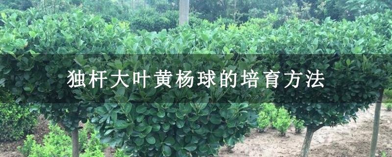 獨桿大葉黃楊球的培育方法 獨桿大葉黃楊球的培育方法