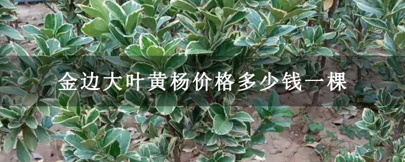 金邊大葉黃楊價格多少錢一棵 金邊大葉黃楊價格多少錢一棵