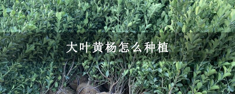 大葉黃楊怎么種植 大葉黃楊怎么種植