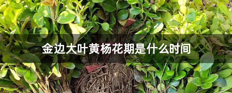 金邊大葉黃楊花期是什么時間 金邊大葉黃楊花期是什么時間