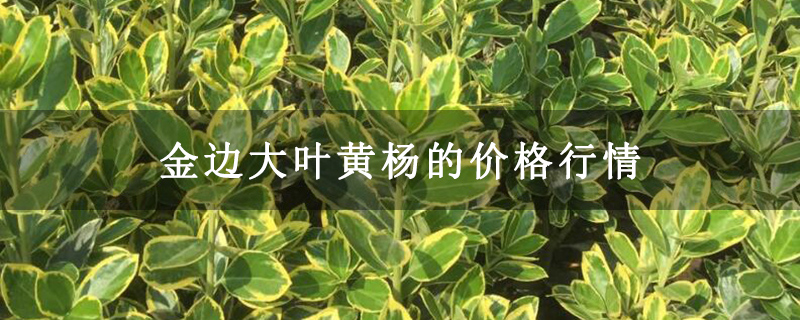 金邊大葉黃楊的價格行情 金邊大葉黃楊的價格行情