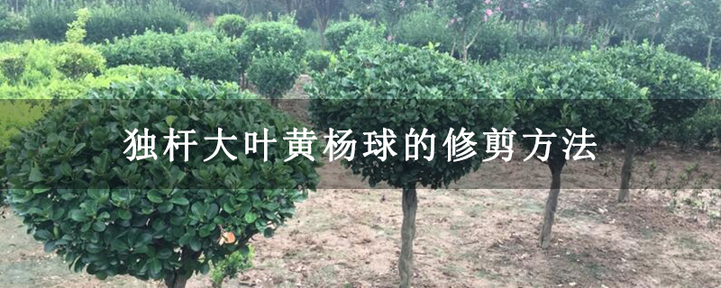 獨桿大葉黃楊球的修剪方法 獨桿大葉黃楊球的修剪方法