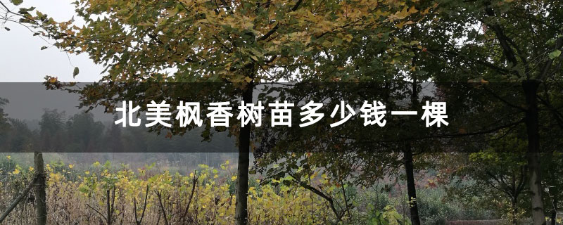 北美楓香樹苗多少錢一棵 北美楓香樹苗多少錢一棵