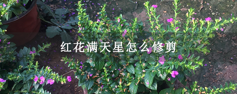 紅花滿天星怎么修剪 紅花滿天星怎么修剪