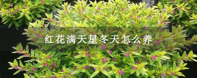 紅花滿天星冬天怎么養
