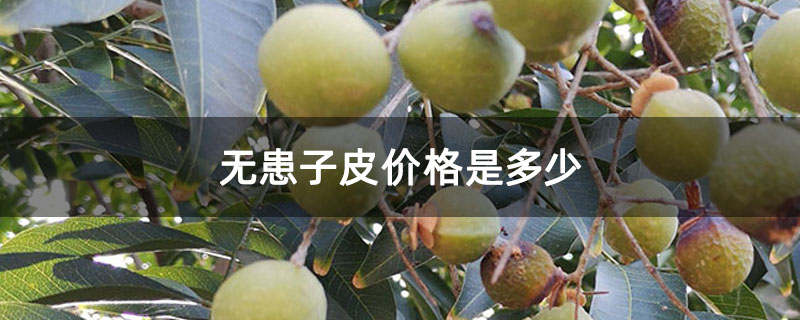 無患子皮價格是多少 無患子皮價格是多少
