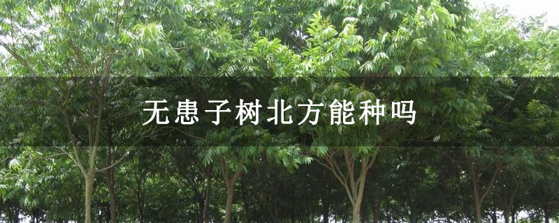 無患子樹北方能種嗎 無患子樹北方能種嗎