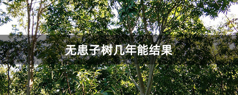 無患子樹幾年能結果 無患子樹幾年能結果