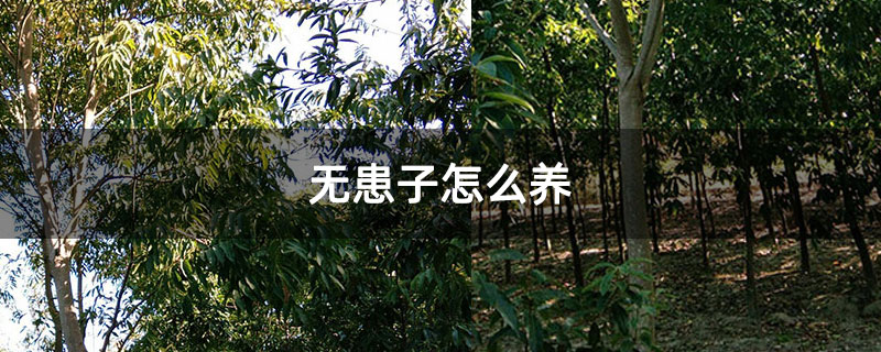 無患子怎么養