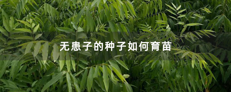 無患子小苗 無患子小苗