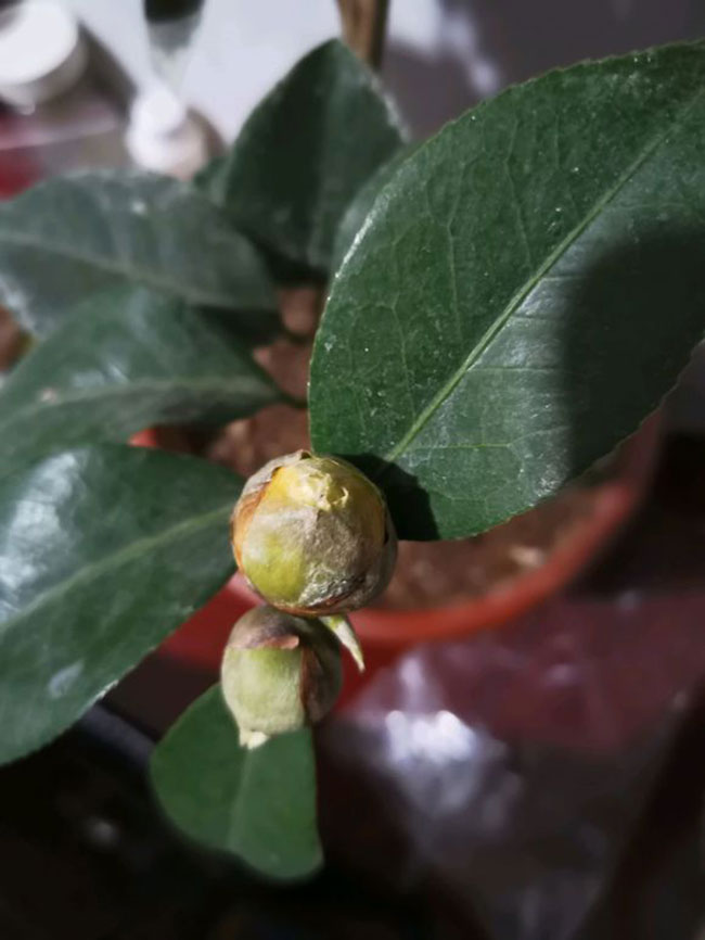 茶花 茶花