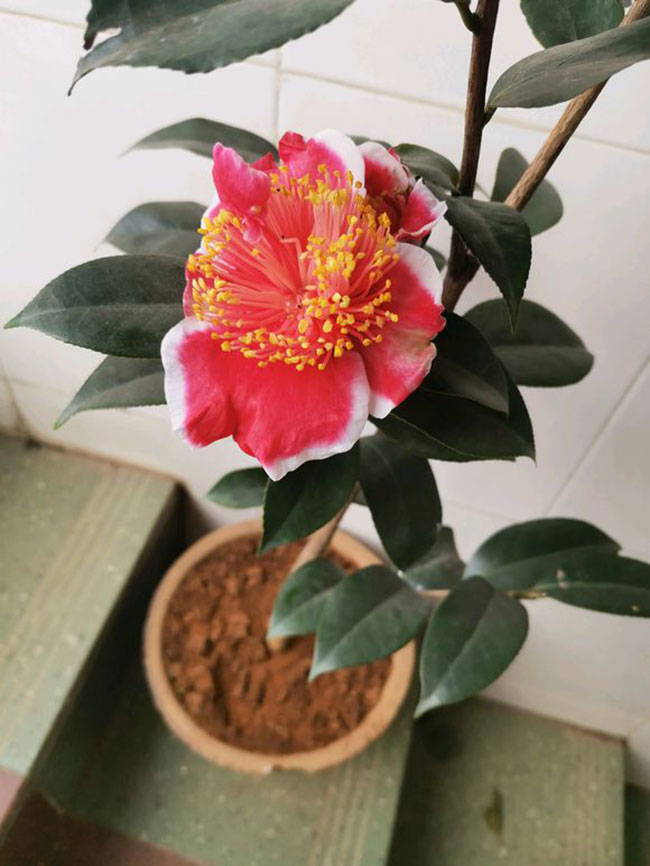 茶花 茶花