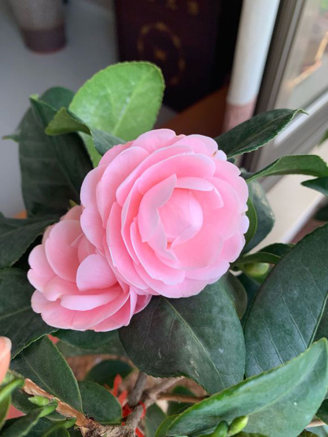 茶花 茶花