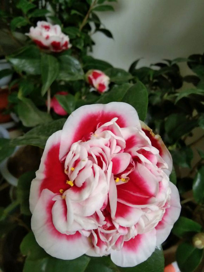 茶花 茶花