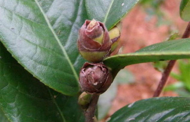 茶花 茶花