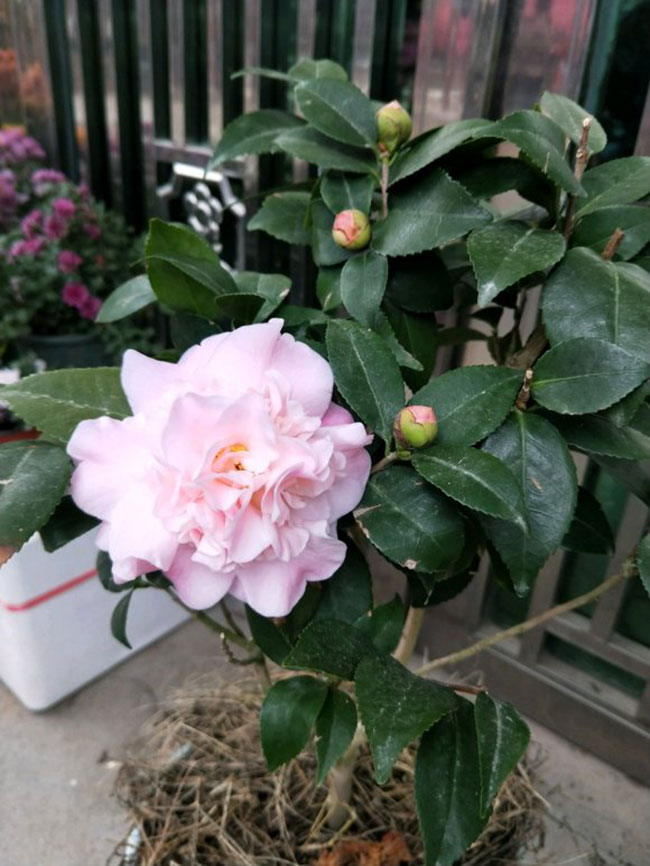 茶花 茶花
