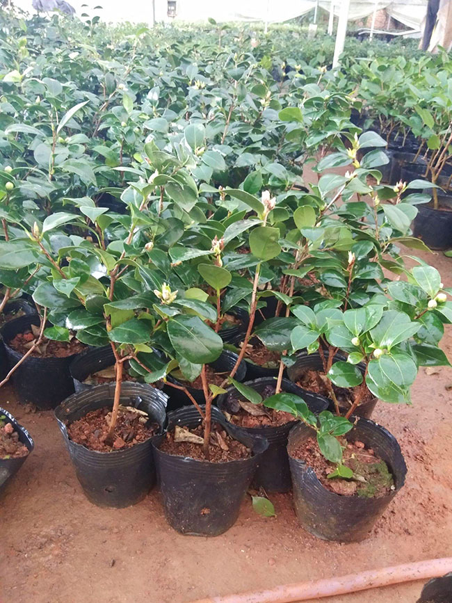 茶花多少錢一棵?2020年茶花價格最新行情預測 茶花多少錢一棵?2020年茶花價格最新行情預測