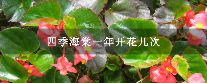 四季海棠一年開花幾次 四季海棠一年開花幾次