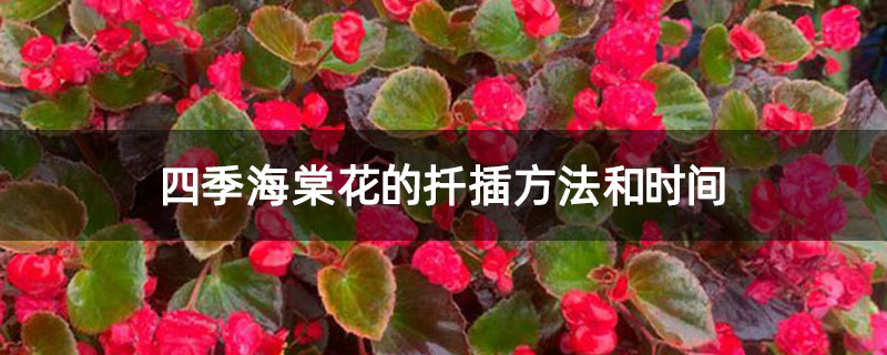 四季海棠花的扦插方法和時間
