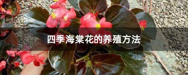 四季海棠花的養殖方法 四季海棠花的養殖方法