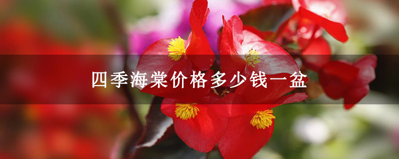 四季海棠價格多少錢一盆 四季海棠價格多少錢一盆