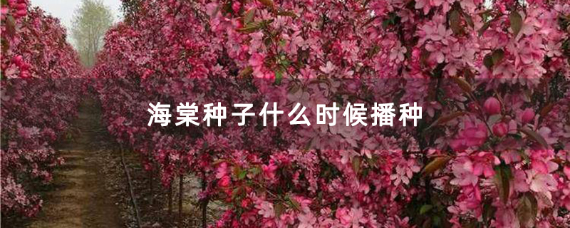 海棠種子什么時候播種 海棠種子什么時候播種