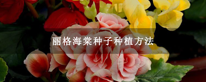 麗格海棠種子種植方法 麗格海棠種子種植方法