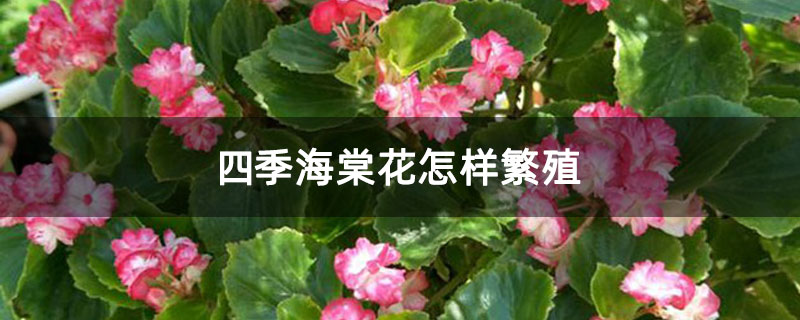 四季海棠花怎樣繁殖 四季海棠花怎樣繁殖